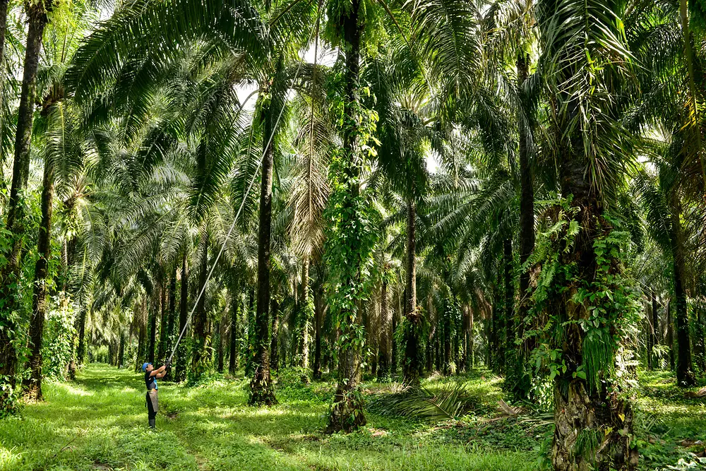 Plantation de palmiers