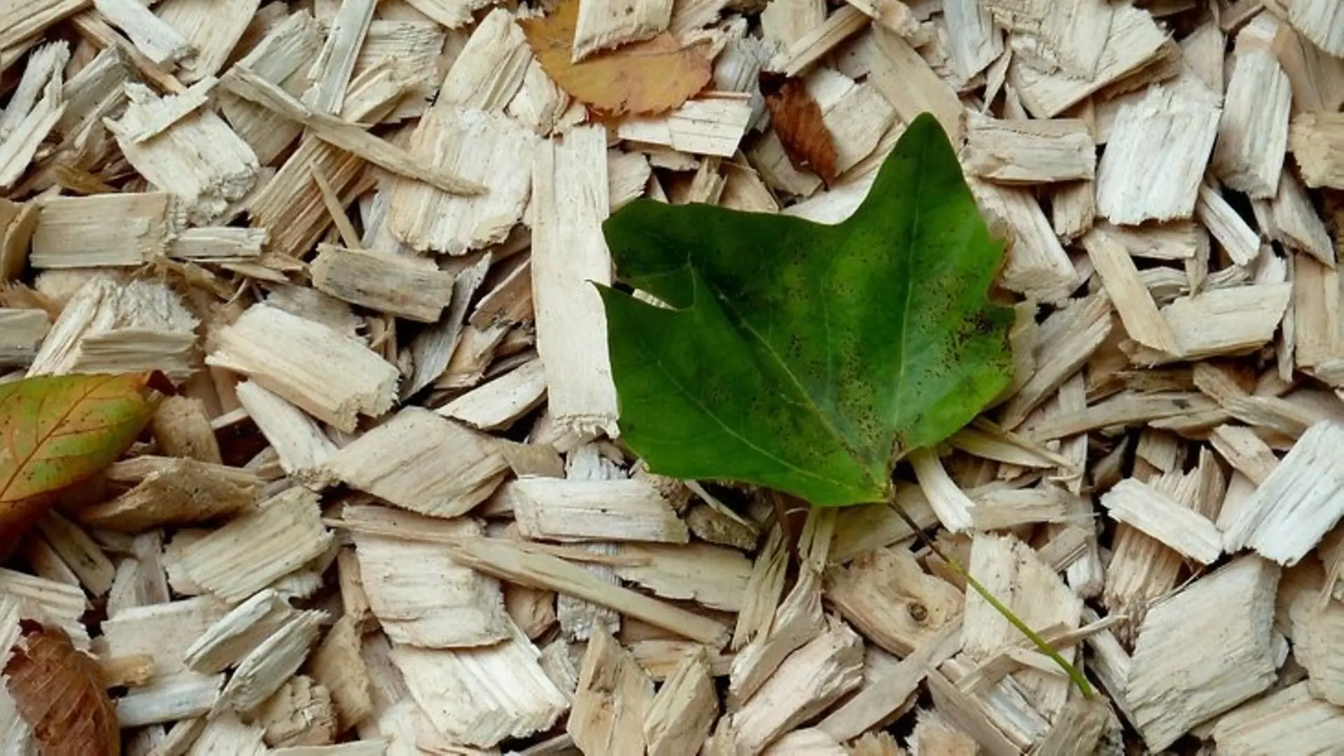 Transformer des déchets végétaux en composants pour les adhésifs, une initiative du projet GreenSolRes dont Henkel est un partenaire.